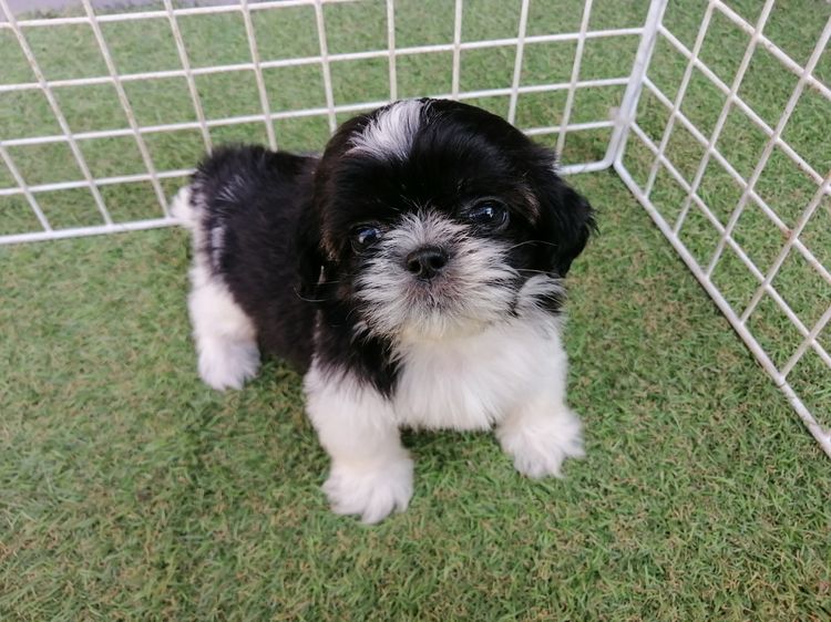 หลุดจอง ชิสุห์ปอม สีขาวดำ ดช.ชาบู พร้อมย้าย รูปที่ 6