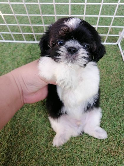 หลุดจอง ชิสุห์ปอม สีขาวดำ ดช.ชาบู พร้อมย้าย รูปที่ 5