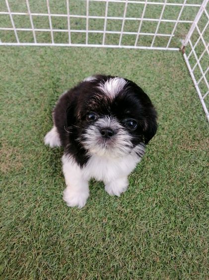 หลุดจอง ชิสุห์ปอม สีขาวดำ ดช.ชาบู พร้อมย้าย รูปที่ 9