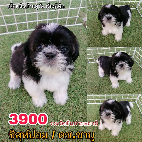 หลุดจอง ชิสุห์ปอม สีขาวดำ ดช.ชาบู พร้อมย้าย รูปที่ 12