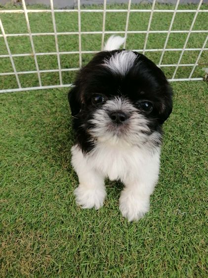 หลุดจอง ชิสุห์ปอม สีขาวดำ ดช.ชาบู พร้อมย้าย รูปที่ 8