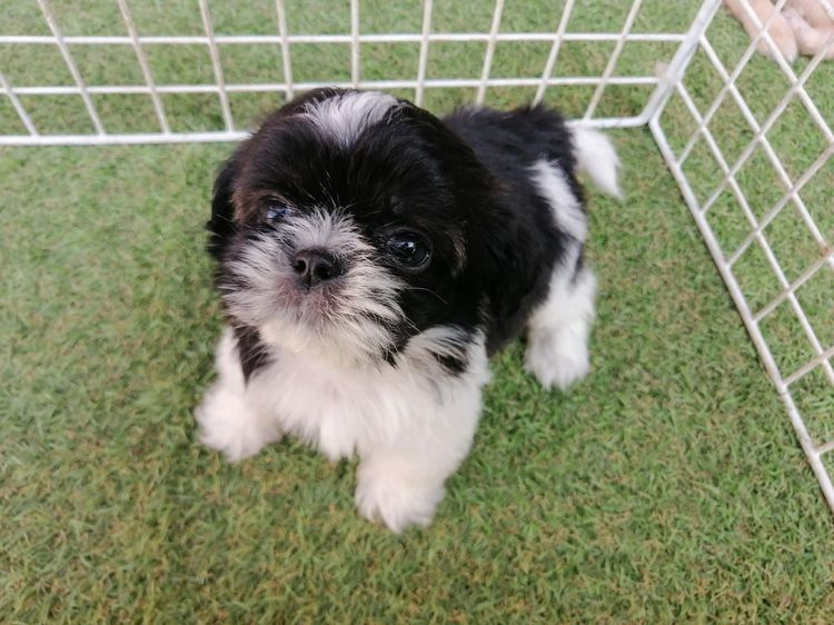 หลุดจอง ชิสุห์ปอม สีขาวดำ ดช.ชาบู พร้อมย้าย รูปที่ 2