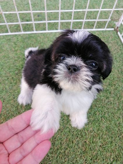 หลุดจอง ชิสุห์ปอม สีขาวดำ ดช.ชาบู พร้อมย้าย รูปที่ 11