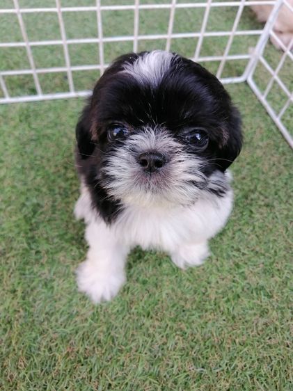 หลุดจอง ชิสุห์ปอม สีขาวดำ ดช.ชาบู พร้อมย้าย รูปที่ 10