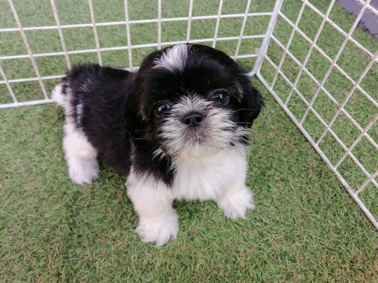 หลุดจอง ชิสุห์ปอม สีขาวดำ ดช.ชาบู พร้อมย้าย รูปที่ 3