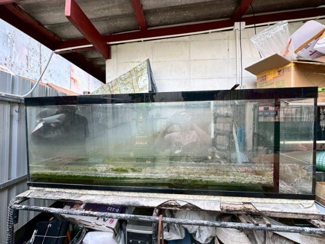 ตู้ปลาใหญ่ ยาว60นิ้ว กว้าง20นิ้ว ไม่รั่วไม่ซึม ไม่เคยซ่อม