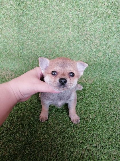 ชิวาว่าผสมปอม ขนสั้น เพศเมีย พร้อมย้าย รูปที่ 3