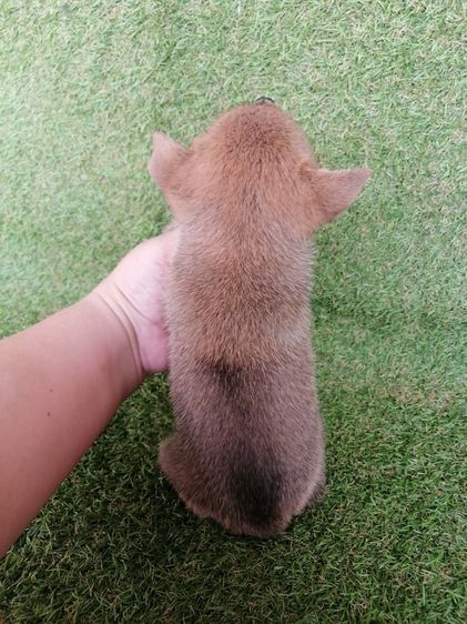 ชิวาว่าผสมปอม ขนสั้น เพศเมีย พร้อมย้าย รูปที่ 5