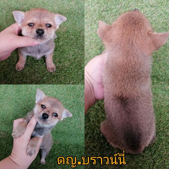ชิวาว่าผสมปอม ขนสั้น เพศเมีย พร้อมย้าย