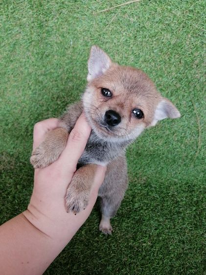 ชิวาว่าผสมปอม ขนสั้น เพศเมีย พร้อมย้าย รูปที่ 4