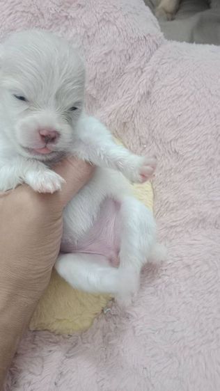 ขายปอมเหลือสีขาว เมีย2 สีแบล็คแทน ผู้1 รูปที่ 4