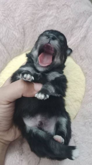 ขายปอมเหลือสีขาว เมีย2 สีแบล็คแทน ผู้1