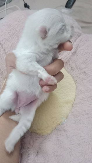 ขายปอมเหลือสีขาว เมีย2 สีแบล็คแทน ผู้1 รูปที่ 3