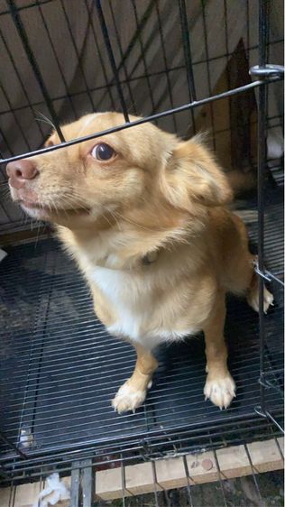 ชิวาว่าผสมพุดเดิ้ล รูปที่ 2