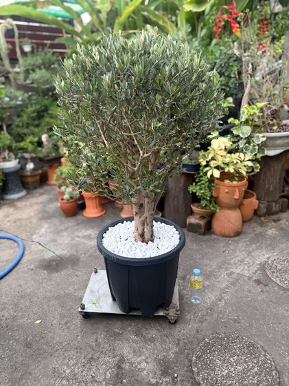 มะกอกโอลีฟ รูปที่ 4