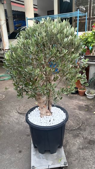 มะกอกโอลีฟ รูปที่ 2