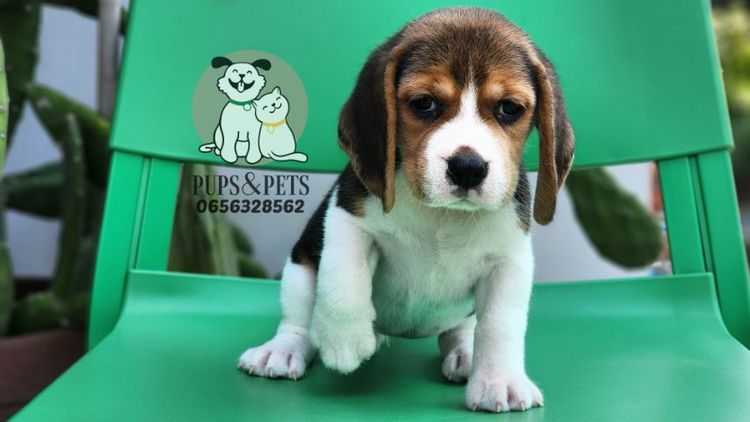 บีเกิล (Beagle) กลาง Beagle บีเกิ้ล แท้