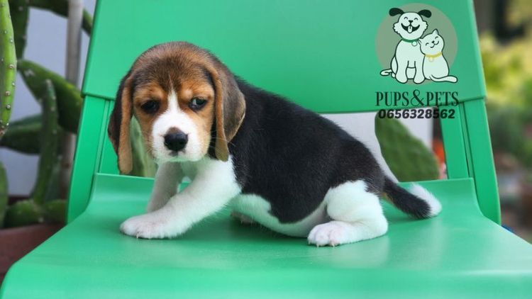 Beagle บีเกิ้ล แท้ รูปที่ 6