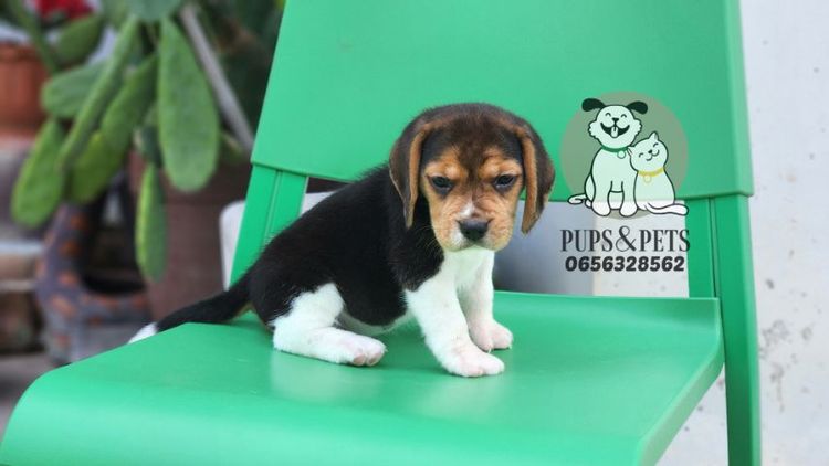 Beagle บีเกิ้ล แท้ รูปที่ 2
