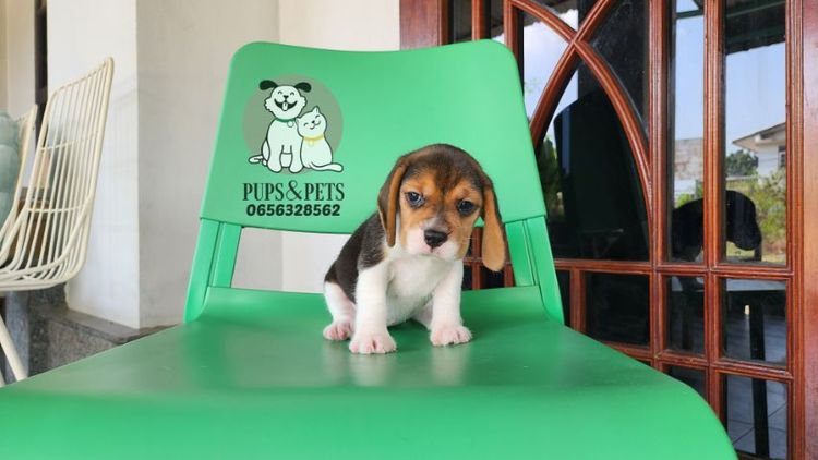 Beagle บีเกิ้ล แท้ รูปที่ 5