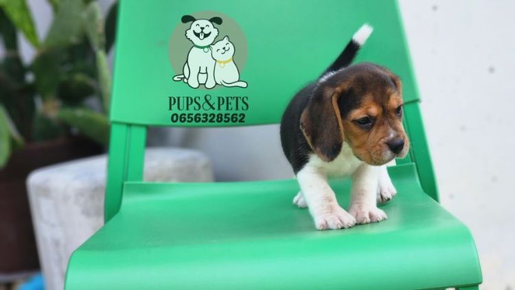 Beagle บีเกิ้ล แท้ รูปที่ 3