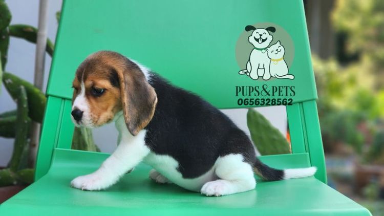 Beagle บีเกิ้ล แท้ รูปที่ 7