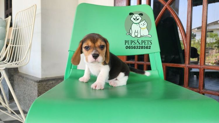 Beagle บีเกิ้ล แท้ รูปที่ 4