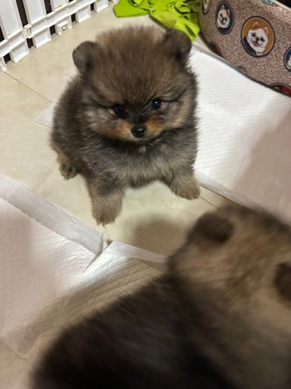 ปอมเมอเรเนียน (Pomeranian) เล็ก ปอม ชาย หญิง