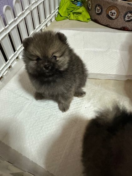 ปอม ชาย หญิง รูปที่ 2