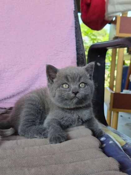 บริติช สีบลูเพศผู้ ใบwcf  รูปที่ 4