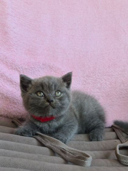 บริติช สีบลูเพศผู้ ใบwcf  รูปที่ 3