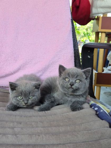 บริติช สีบลูเพศผู้ ใบwcf 