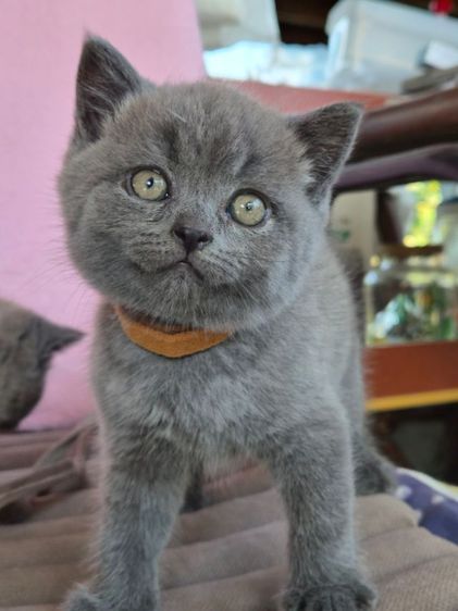 บริติช สีบลูเพศผู้ ใบwcf  รูปที่ 2