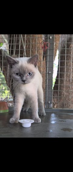 บริติช บลูพ้อย ว่าที่แม่พันธุ์ ใบwcf  รูปที่ 2