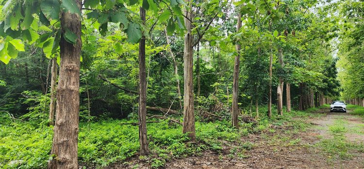 ที่ดินทุ่งดินดำรีสอร์ท อ.อู่ทอง จ.สุพรรณบุรี รูปที่ 3