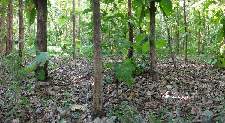 ที่ดินทุ่งดินดำรีสอร์ท อ.อู่ทอง จ.สุพรรณบุรี รูปที่ 4