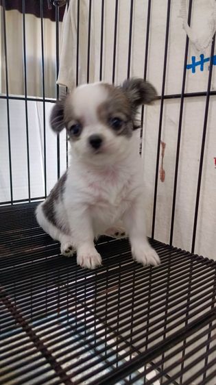 ชิวาวาเพศเมีย รูปที่ 5