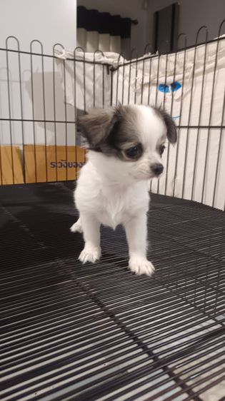 ชิวาวา (Chihuahua) เล็ก ชิวาวาเพศเมีย