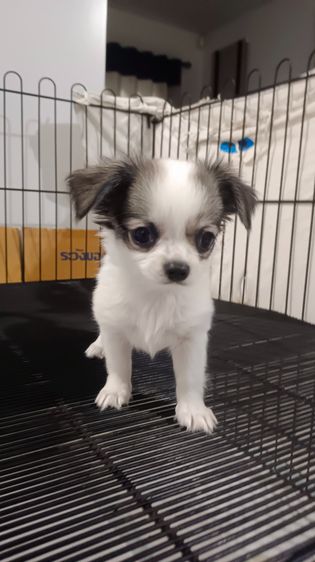 ชิวาวา (Chihuahua) เล็ก เพศเมียสีขาวดำ