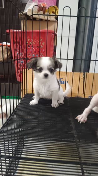 เพศเมียสีขาวดำ รูปที่ 2