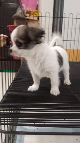 เพศเมียสีขาวดำ รูปที่ 5