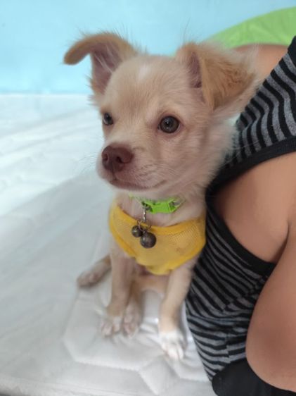 ชิวาวา  รูปที่ 3