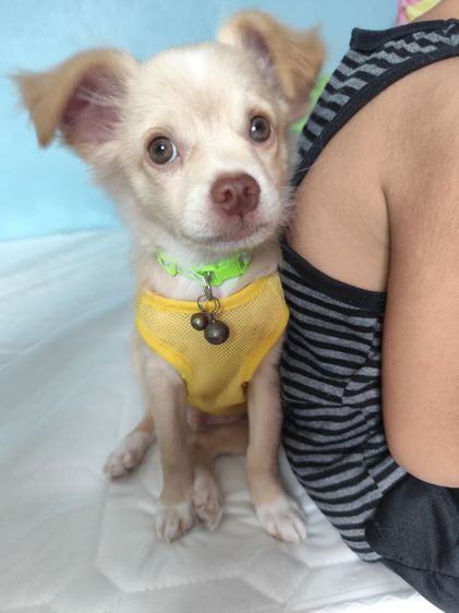 ชิวาวา  รูปที่ 4