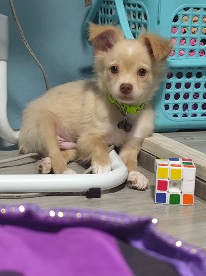 ชิวาวา  รูปที่ 2