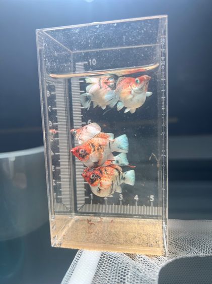 ปลาบอลลูน รูปที่ 9