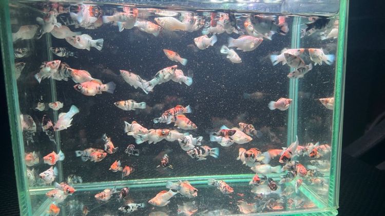 ปลาบอลลูน