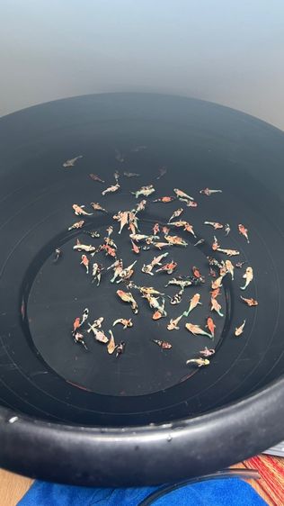 ปลาบอลลูน รูปที่ 5