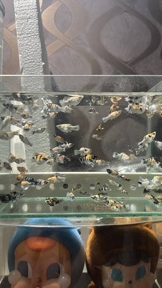 ปลาบอลลูน รูปที่ 3