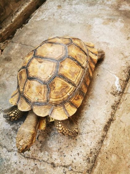 ขายซูคาต้าเพศผู้ รูปที่ 6