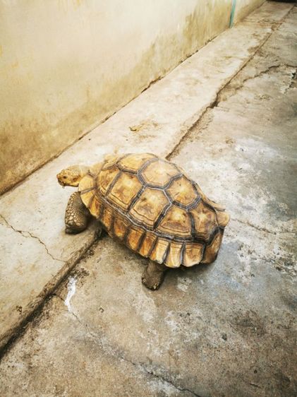 ขายซูคาต้าเพศผู้ รูปที่ 4